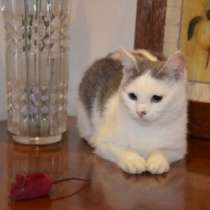 Отдам даром Котенок 6 месяцев, в Москве