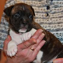 Щенки американского стаффордширского терьера, в Санкт-Петербурге