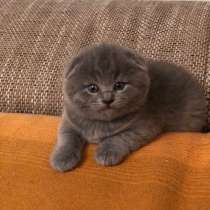 British shorthair, в г.Париж