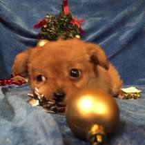 Чихуахуа очаровательных щеночков продам, в Москве