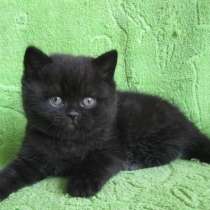 Вислоухие котята, в Санкт-Петербурге