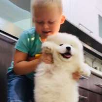 Щеночки самоеда+кобель для вязки, в Вологде