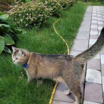 Отдаем в добрейший руки, друга, по причине обнаружения аллер, в Москве