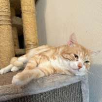 Рыжий крупный мраморный кот Кекс в добрые руки, в Москве