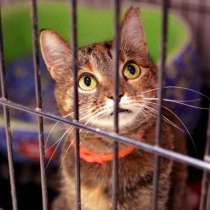 Трепетная кошечка Вербена ищет людей, в Москве