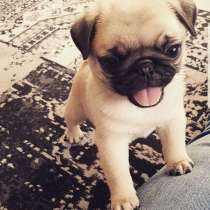 Мопс Анапа, в Анапе