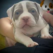 Американский булли щенок, в Казани