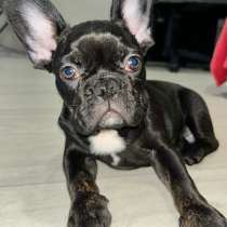 Французский бульдог, в Барнауле
