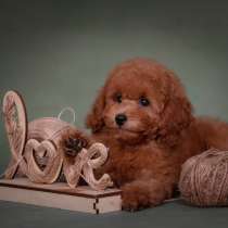 Той пудель девочка, в Москве