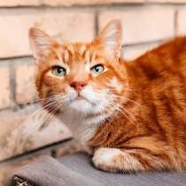 Яркий рыжий кот Семён в добрые руки, в Москве