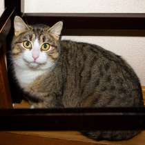 Серая полосатая умничка-кошка Стеша в дар, в Москве