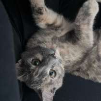 Отдам кошку в добрые руки, смесь мей-куна и британки, в Красноярске