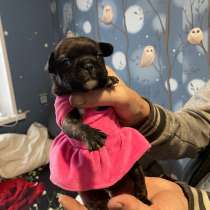 Щенки французского бульдога, в Челябинске