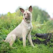 Отдам даром Собака в добрые руки, в Санкт-Петербурге