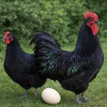 Куры, петухи, яйца породистых кур &laquo;Джерси&raquo;, в Москве