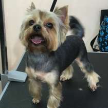 Грумер (Стрижка кошек и собак маленьких пород), в Москве