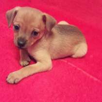 Той терьер Тобольск, в Тобольске