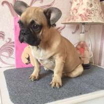 Французские бульдоги девочки и мальчики, в Омске