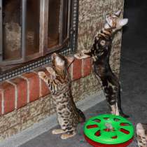 Бенгальские котята, в Санкт-Петербурге