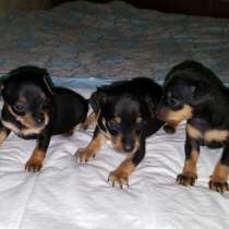 Той терьер Калининград, в Калининграде