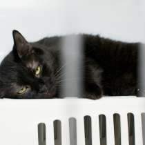 Модница Коко Шанель изменит вашу жизнь навсегда, в Москве