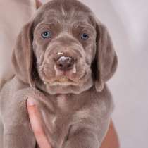 Веймаранер щенки, в г.Минск