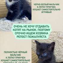 Котята ищут хозяина, в Иркутске