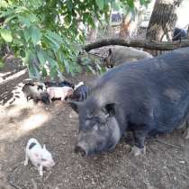 Продажа поросят и свиней живым весом, в г.Луганск