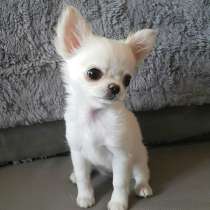 Чихуахуа Сахалин, в Южно-Сахалинске