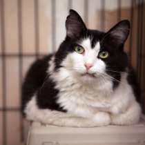 Подойдет ли вам котик Василёк?, в Москве