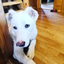 Белоснежная и голубоглазая молодая алабайка Лея в дар, в Москве