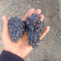 Виноград на вино, в Крымске