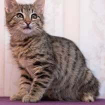 Котенок, в Одинцово