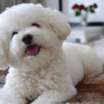 Бишон фризе Махачкале, в Махачкале