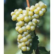 Продам виноград, в г.Луганск