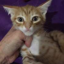 Малыш Скрудж, в Волгодонске