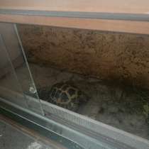Черепаха, в Москве
