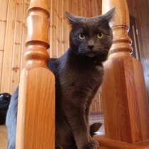 Отдам кота в добрые руки, в Туле