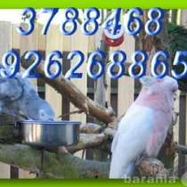 Элитпопугаи из питомника "МНП", в Москве