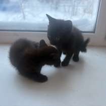 Котята, в Ноябрьске
