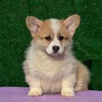Вельш корги Пемброк Распродажа, в Новосибирске