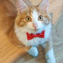 Петя ищет себе уютный дом, в Москве