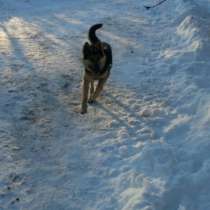 Отдам даром Прекрасный пес ищет дом, в Санкт-Петербурге
