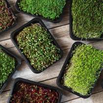 Микро зелень, в Москве