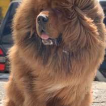 Тибетский мастиф ищет красавицу жену, в Уфе