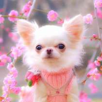 Чихуахуа Чита, в Чите