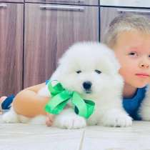 Самые шикарные малыши самоедики, в Челябинске