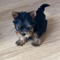 Йоркширский терьер Набережные Челны, в Набережных Челнах