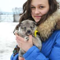 продаже породистые щеночки западно сибирской лайки от породных предков, в г.Минск
