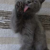 Британский котенок, в Москве